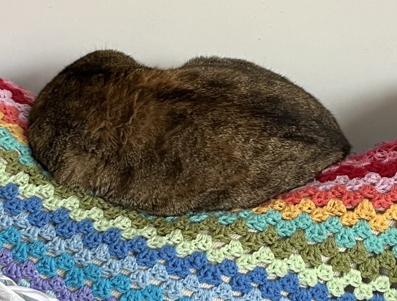 Chicken, Dreamies and Lickelix - the Excellent Cats form a disorderly queue