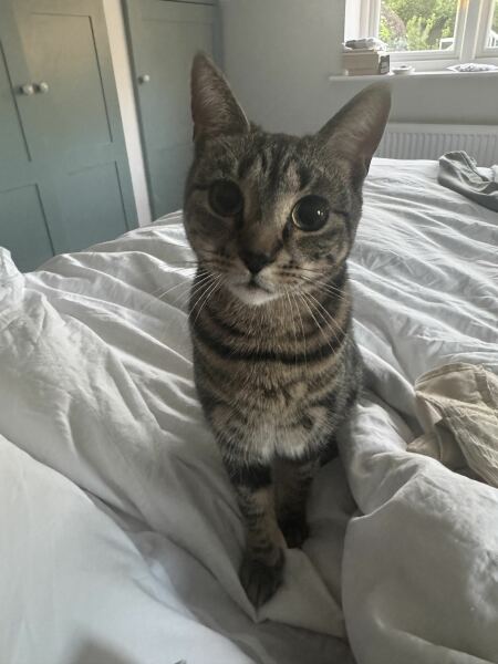 Moving house with a nervy cat