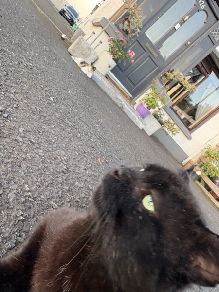Advice needed for House move with a semi feral cat