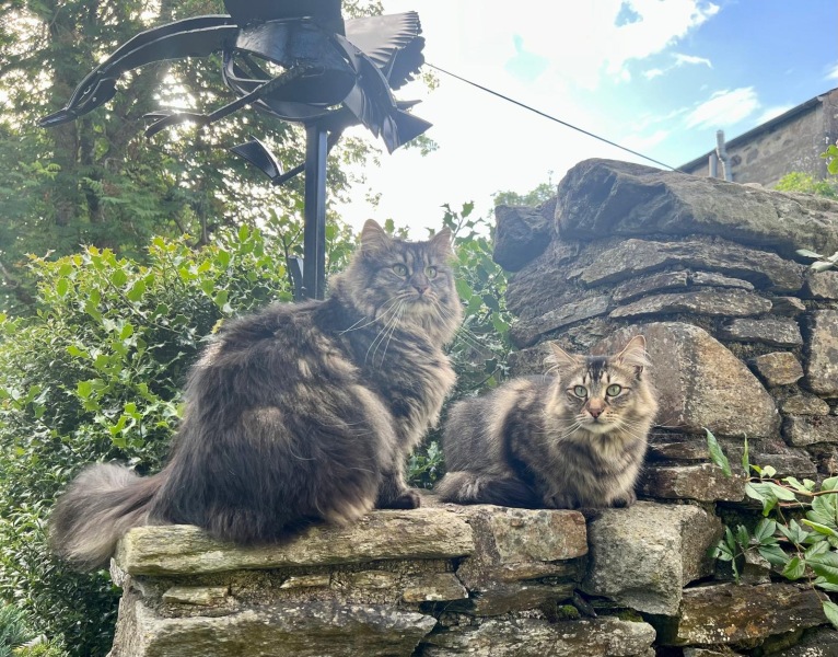 Post your supermodel cats