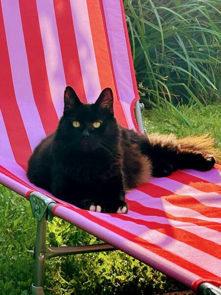 Post your supermodel cats