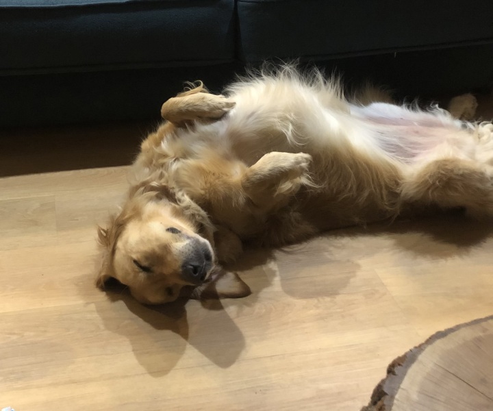 First time family dog, what breed might we be missing?