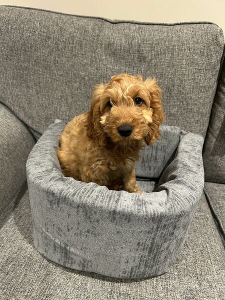 Stitch and bitch thread #11. Where the puns are only sew-sew