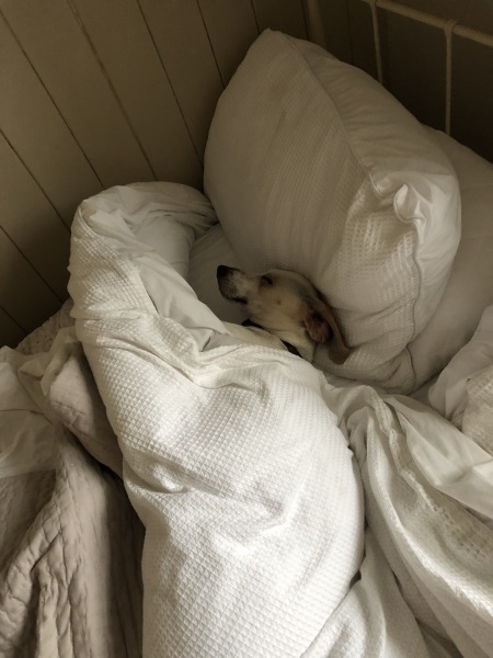 Dogs don’t need