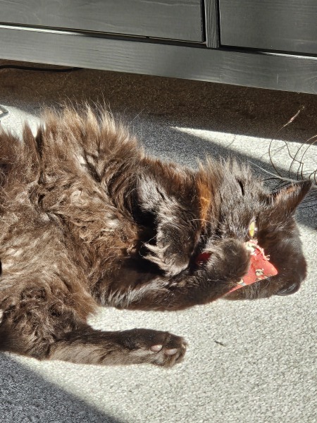 Chicken, Dreamies and Lickelix - the Excellent Cats form a disorderly queue