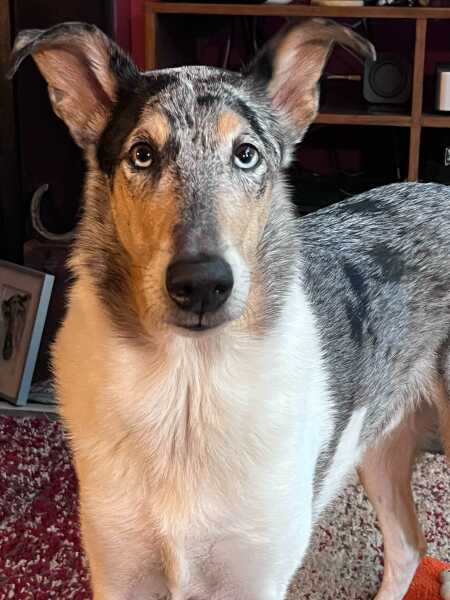 First time family dog, what breed might we be missing?
