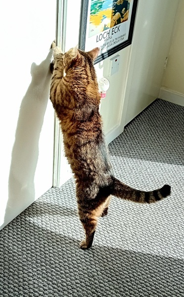 Scottish Tourism - the Excellent Cats debate Gizmo's suitability as a top influencer