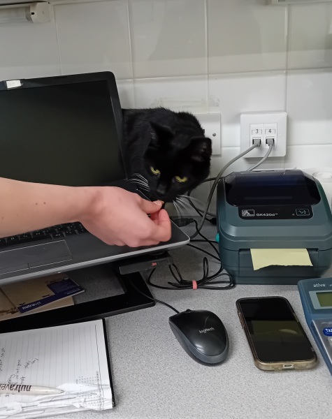 Chicken, Dreamies and Lickelix - the Excellent Cats form a disorderly queue