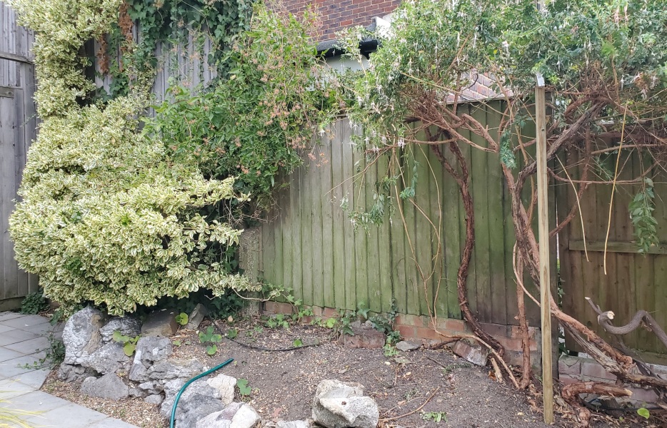 Tall evergreen flowering shrubs for a sunny border