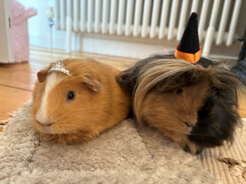 What a pair of pigs