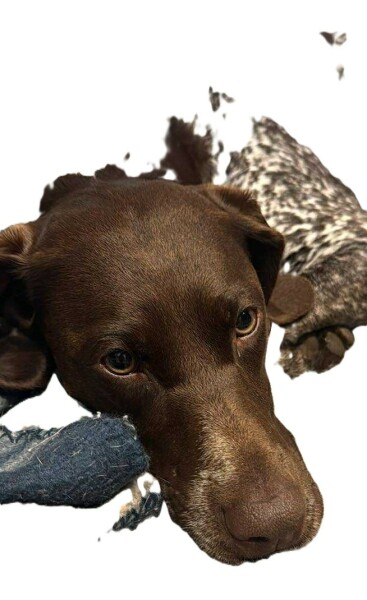 Thread 32 Starmer - Corn Moon