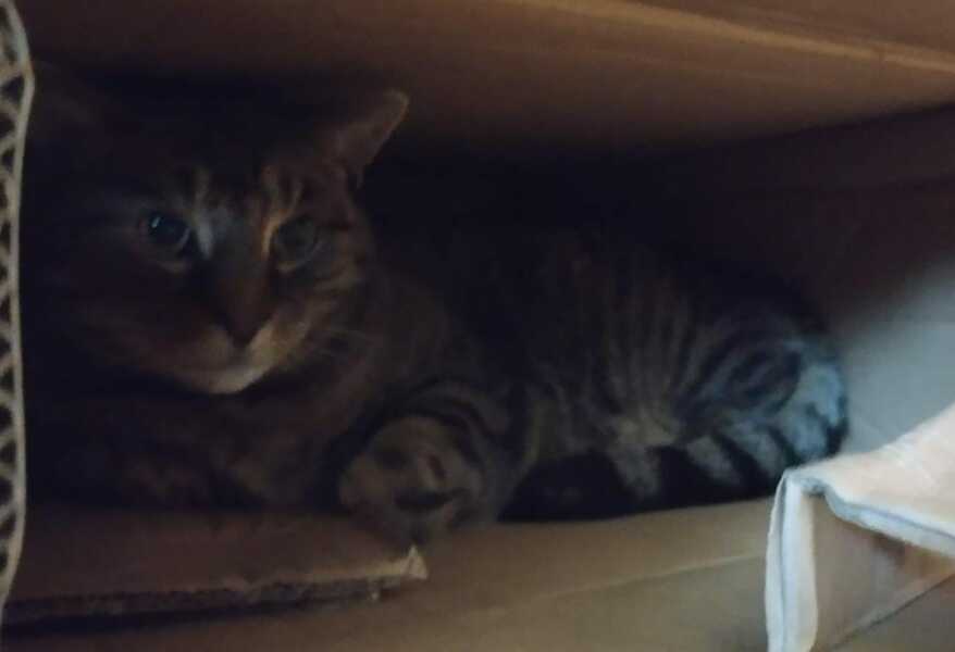 Thread 34 Starmer - Conference Swanwiches and a Deputy Leader contest