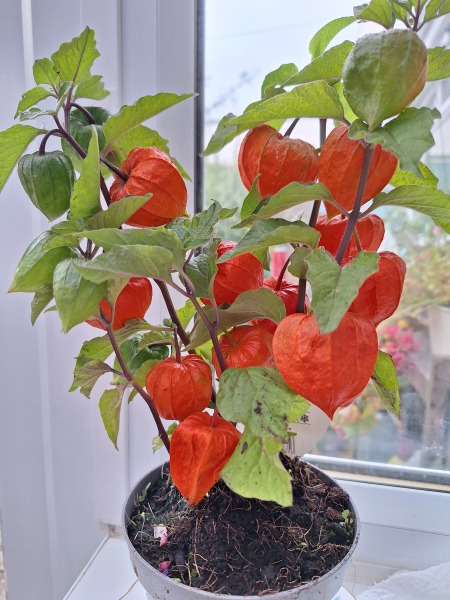 Year round Nigel Slater discussion thread Part 2