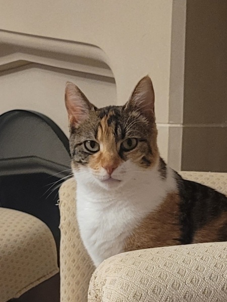 Post your supermodel cats