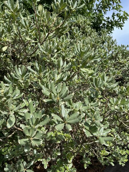 What plant is this?