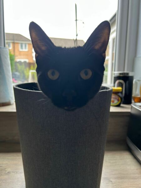 Cats with thumbs!