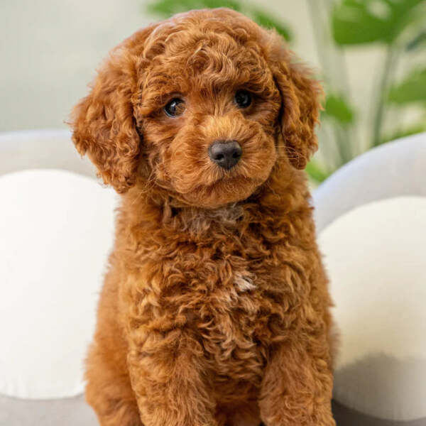 Which dog do you think would be best?