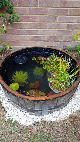 Barrel Pond gone wrong