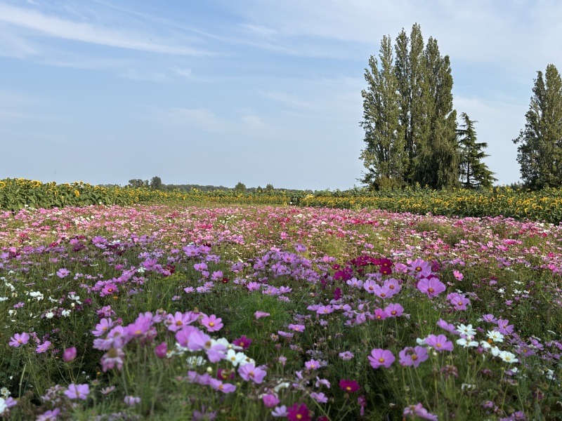 Come and tell us your dull and unexciting news 34: Calmly through the day