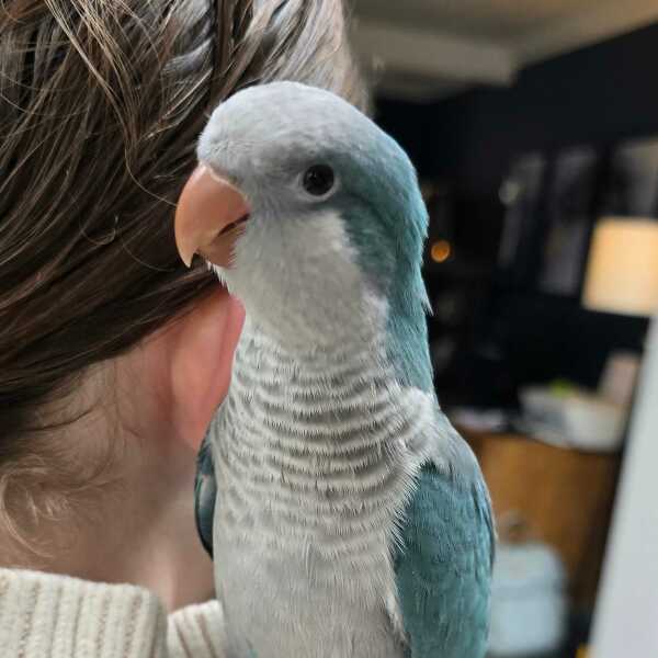 Has anyone got a pet bird ?