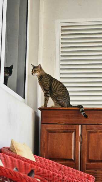 Settling in a new cat