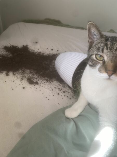 Post your supermodel cats