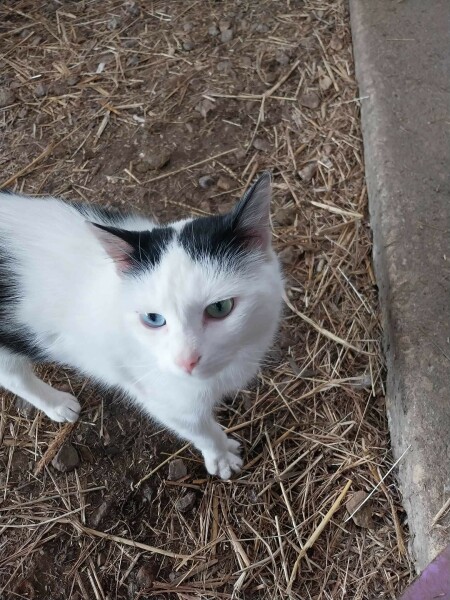 Ex has left his cat behind