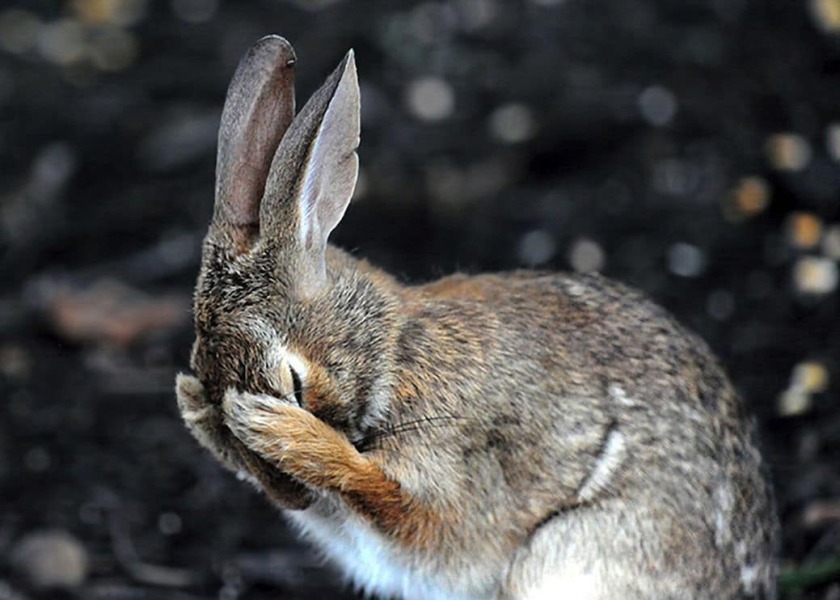 TRAs online attack on a bunny rescue