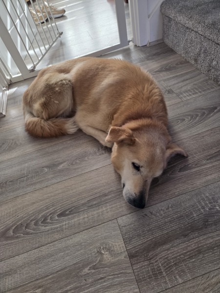 Old dog starting peeing in the house