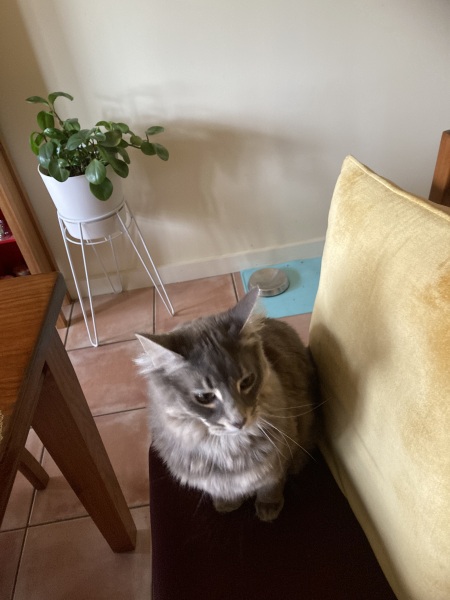 Scottish Tourism - the Excellent Cats debate Gizmo's suitability as a top influencer