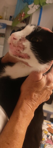 Cat wound advice