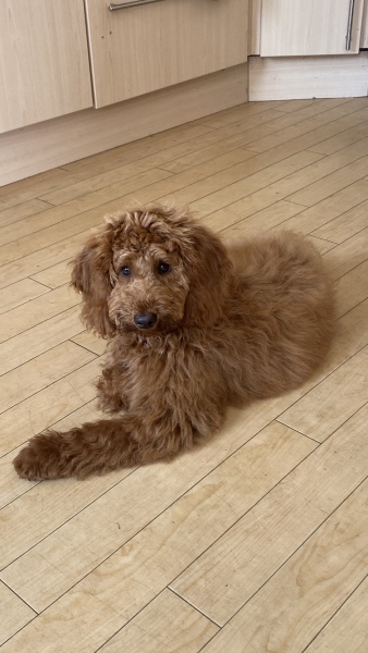 Puppy survival thread! All welcome!