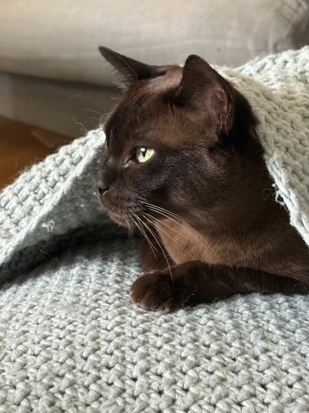 Post your supermodel cats