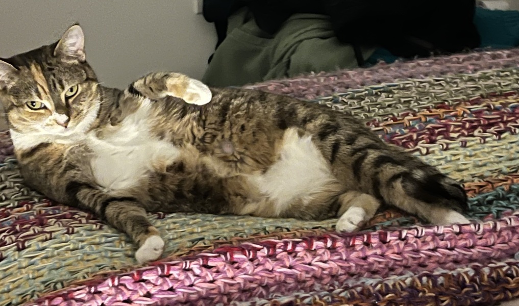 Post your supermodel cats