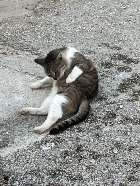 Greek island but without the strays