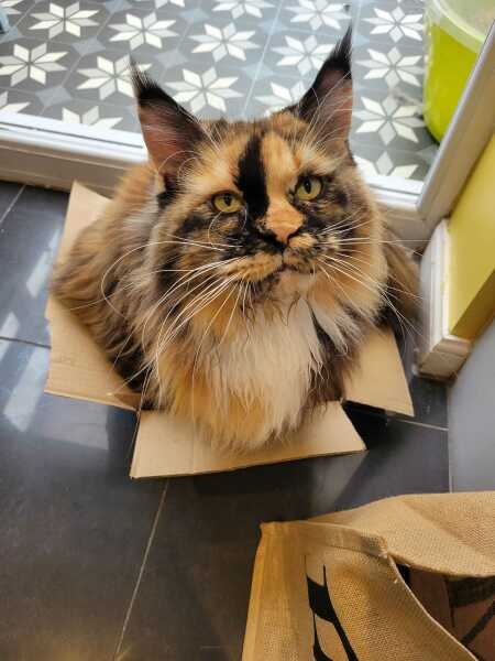 Post your supermodel cats