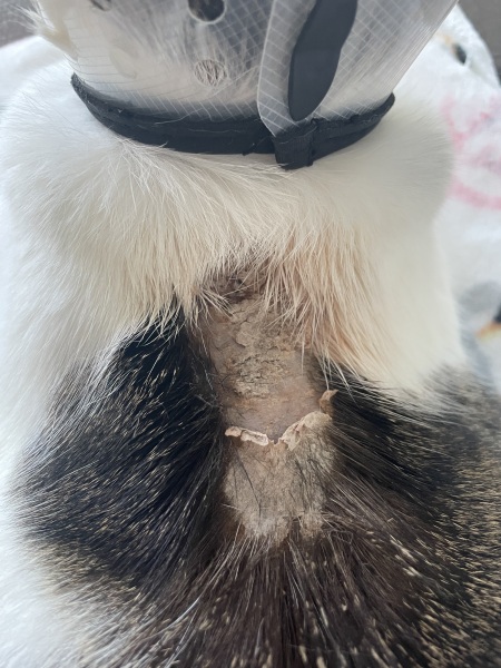 Emergency vet for this? Anything they can do?