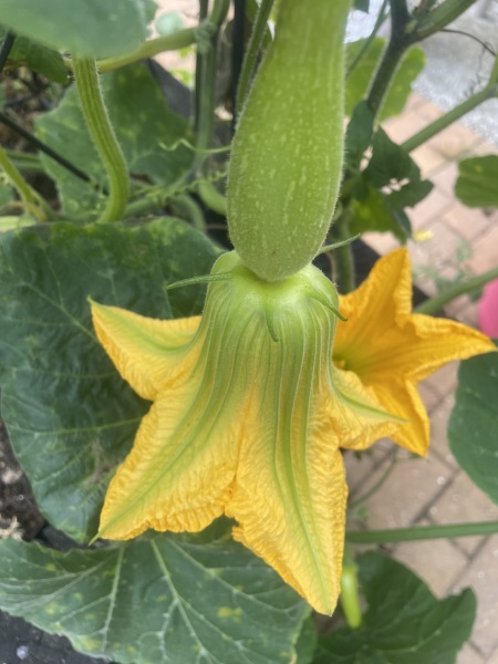 Year round Nigel Slater discussion thread Part 2