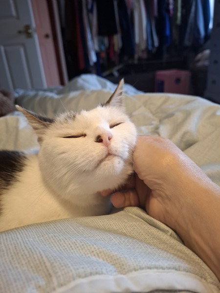 Settling in a new cat