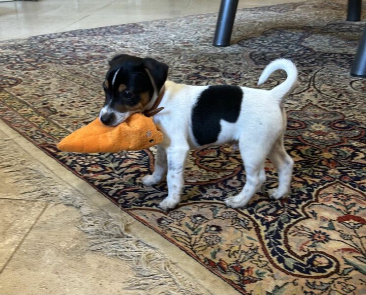 New puppy coming home today!