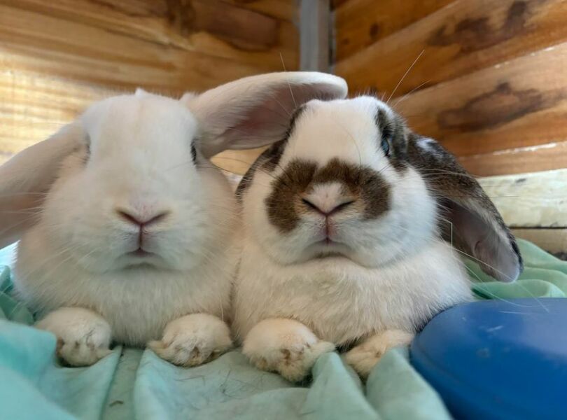 Rabbit rescue targeted by TRAs