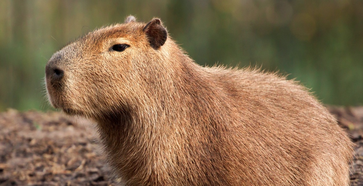 Capybara