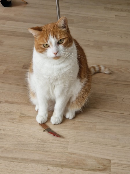Scottish Tourism - the Excellent Cats debate Gizmo's suitability as a top influencer