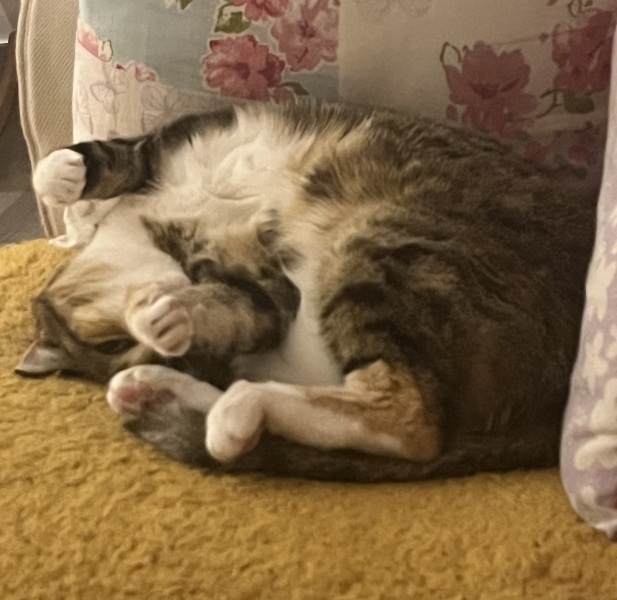Scottish Tourism - the Excellent Cats debate Gizmo's suitability as a top influencer