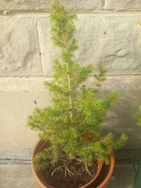 Take it this pine is definitely dead?