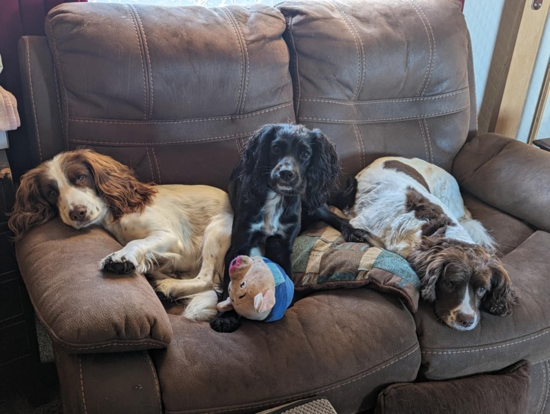 Beyond Adolescence - a thread to chat about grown up dogs, cake and anything else, excluding coffee.