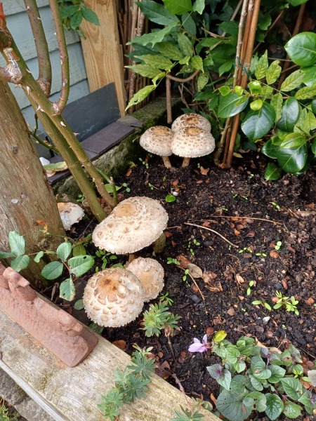 The Bluestocking - the one where the nights start to draw in