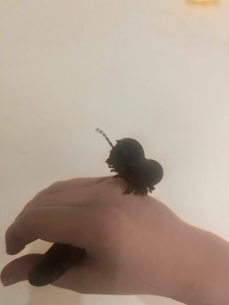 RIP-Dave the millipede