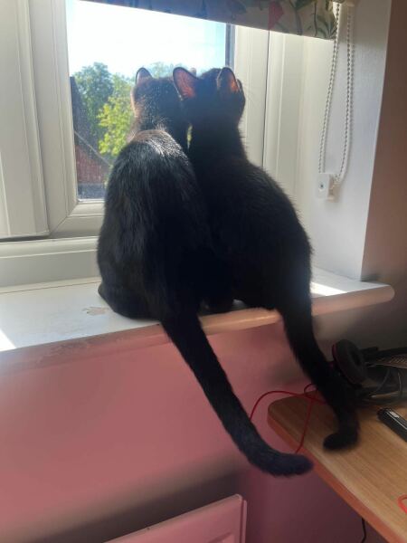 Cats with thumbs!