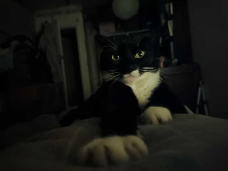 Post your supermodel cats